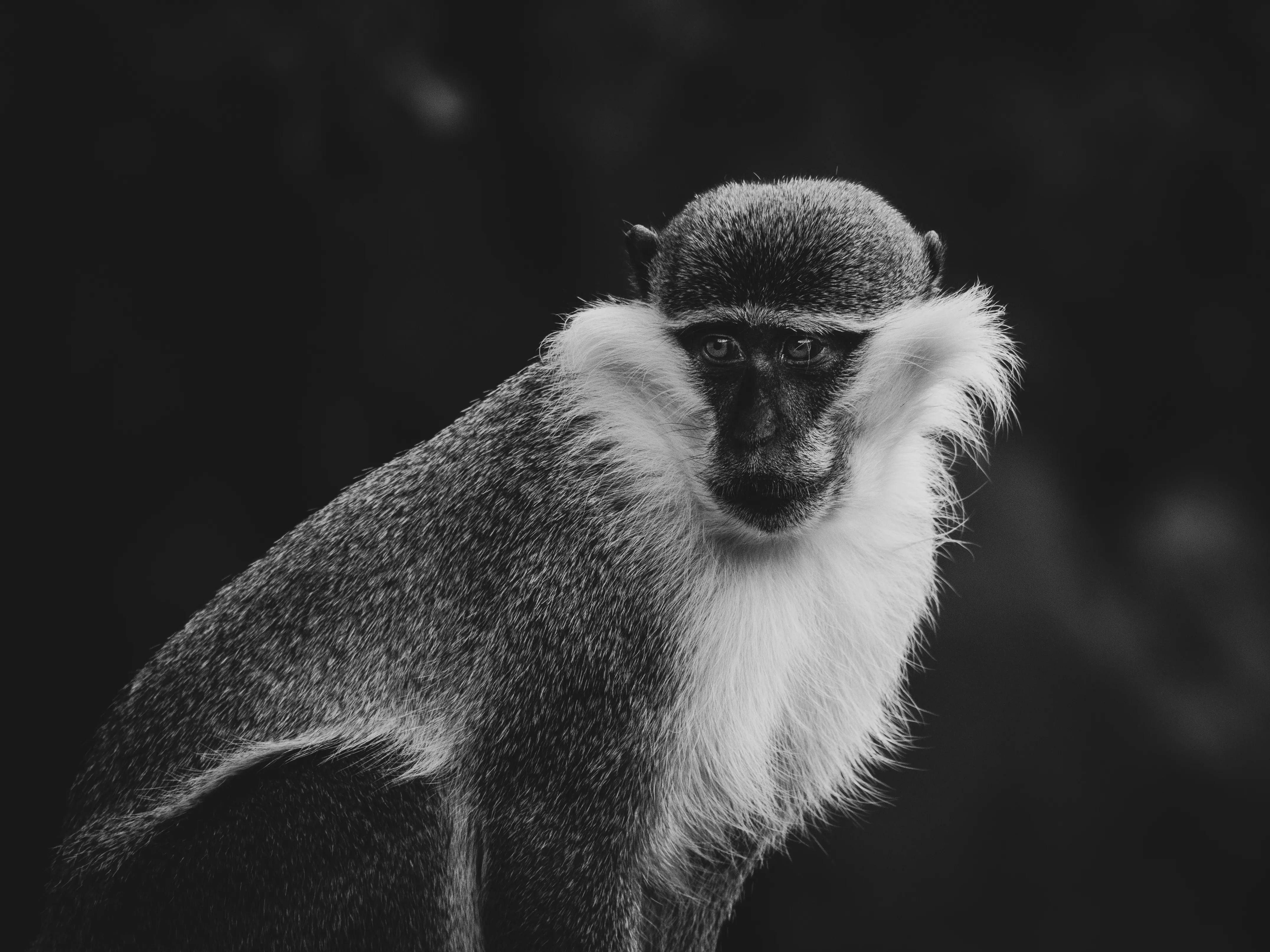 Animal Portraits
